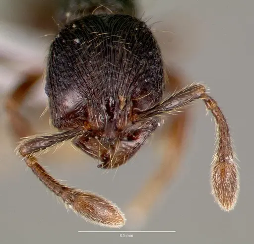 Adelomyrmex tristani - CASENT0428612