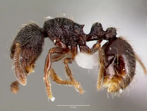 Adelomyrmex tristani - CASENT0428612