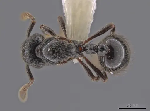 Adelomyrmex tristani - CASENT0631316