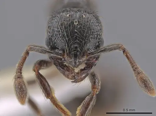 Adelomyrmex tristani - CASENT0631316