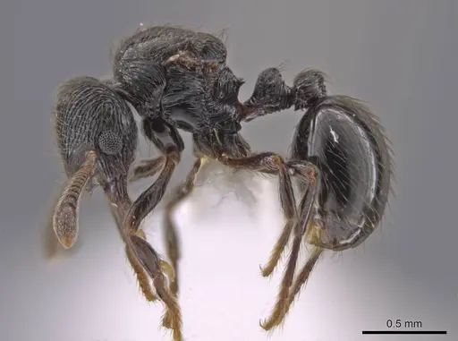 Adelomyrmex tristani - CASENT0631316