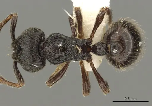 Adelomyrmex tristani - CASENT0901018