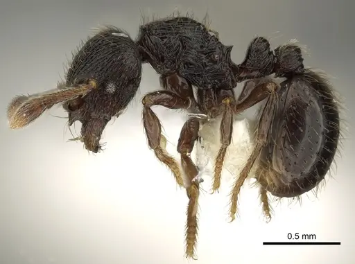 Adelomyrmex tristani - CASENT0901018