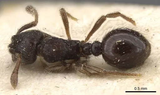 Adelomyrmex tristani - CASENT0913951