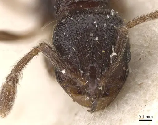 Adelomyrmex tristani - CASENT0913951