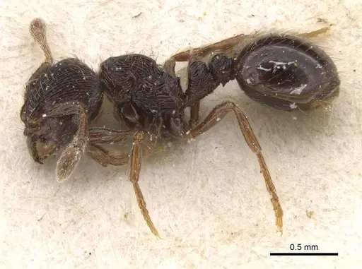 Adelomyrmex tristani - CASENT0913951