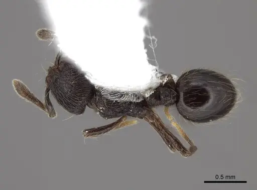 Adelomyrmex tristani - FMNHINS0000046878