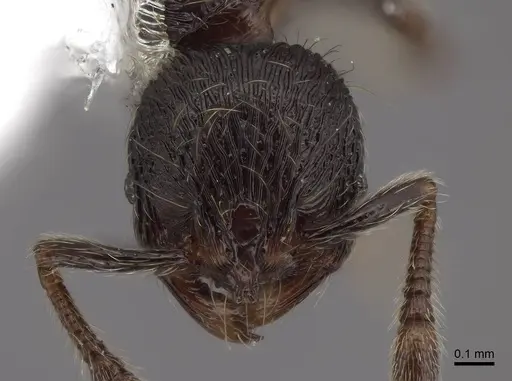 Adelomyrmex tristani - FMNHINS0000046878