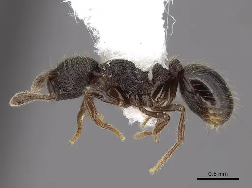 Adelomyrmex tristani - FMNHINS0000046878