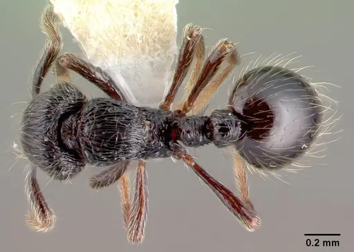 Adelomyrmex tristani - PSW7832-16