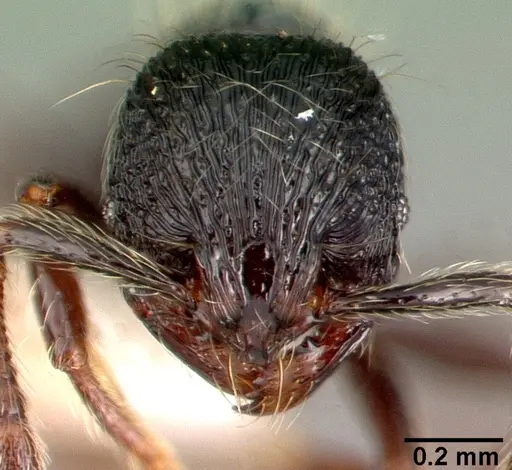 Adelomyrmex tristani - PSW7832-16