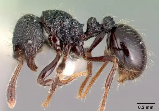 Adelomyrmex tristani - PSW7832-16