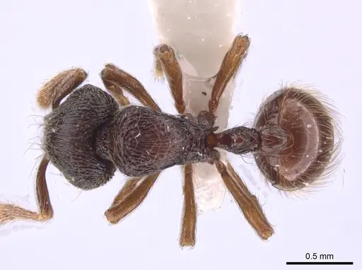 Adelomyrmex vaderi specimen