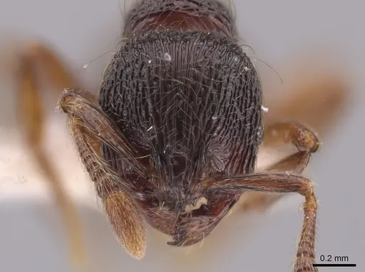 Adelomyrmex vaderi specimen