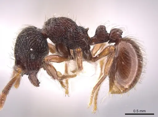 Adelomyrmex vaderi specimen