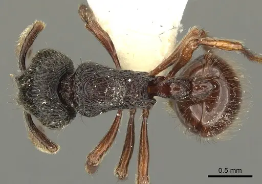 Adelomyrmex vaderi - CASENT0901016