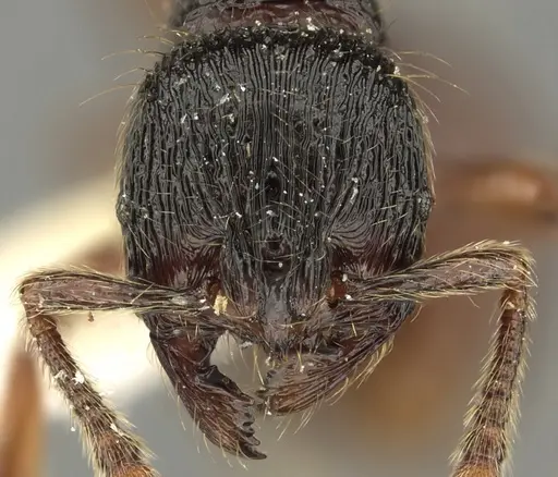 Adelomyrmex vaderi - CASENT0901016