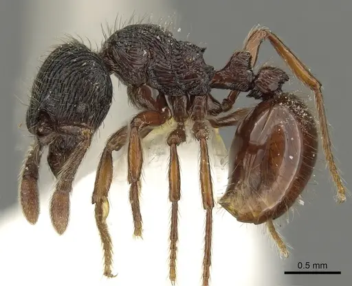 Adelomyrmex vaderi - CASENT0901016