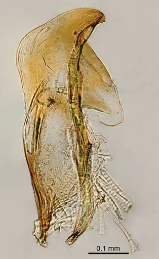 Adetomyrma aureocuprea specimen