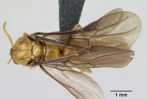 Adetomyrma bressleri specimen