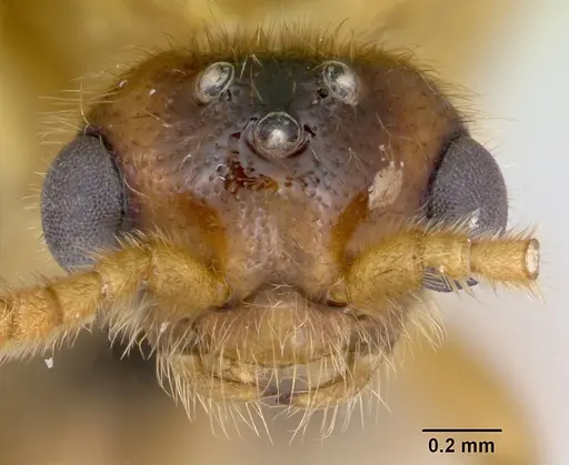 Adetomyrma bressleri specimen