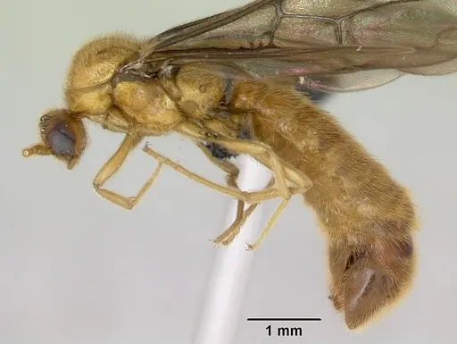Adetomyrma bressleri specimen