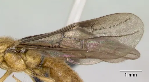 Adetomyrma bressleri - CASENT0007350