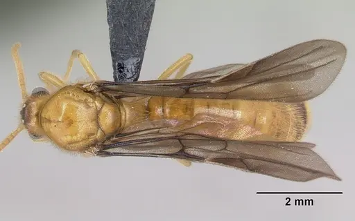 Adetomyrma bressleri - CASENT0008693