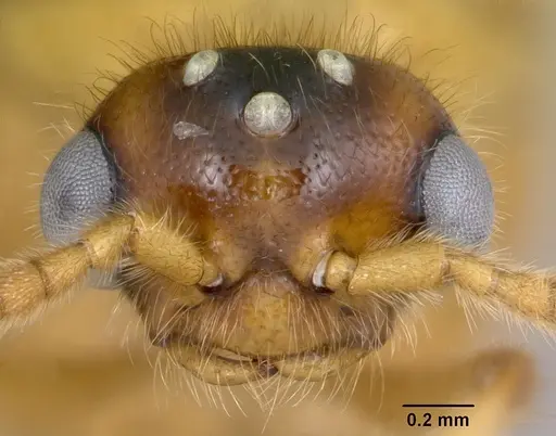 Adetomyrma bressleri - CASENT0008693