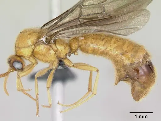 Adetomyrma bressleri - CASENT0008693