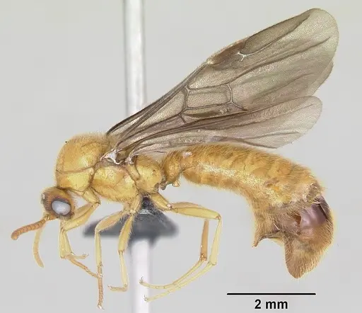 Adetomyrma bressleri - CASENT0008693