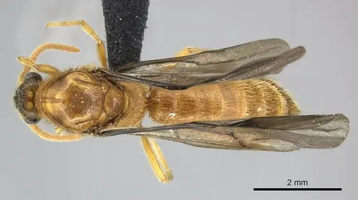 Adetomyrma bressleri - CASENT0205990