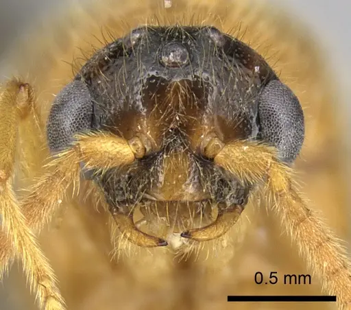 Adetomyrma bressleri - CASENT0205990