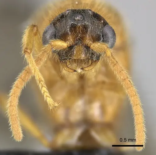 Adetomyrma bressleri - CASENT0205990