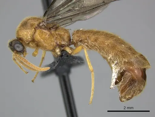 Adetomyrma bressleri - CASENT0205990