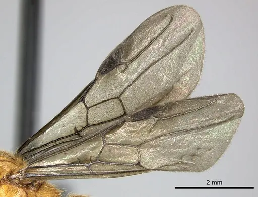 Adetomyrma bressleri - CASENT0205990