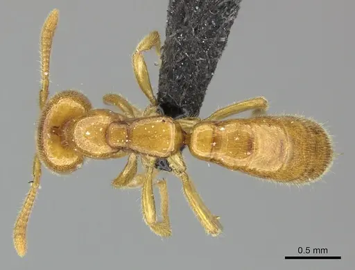 Adetomyrma bressleri - CASENT0205995