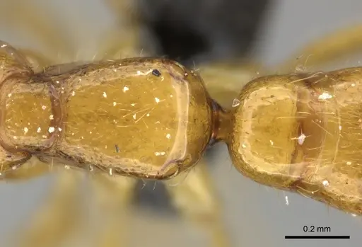 Adetomyrma bressleri - CASENT0205995