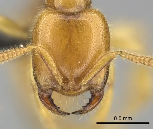 Adetomyrma bressleri - CASENT0205995