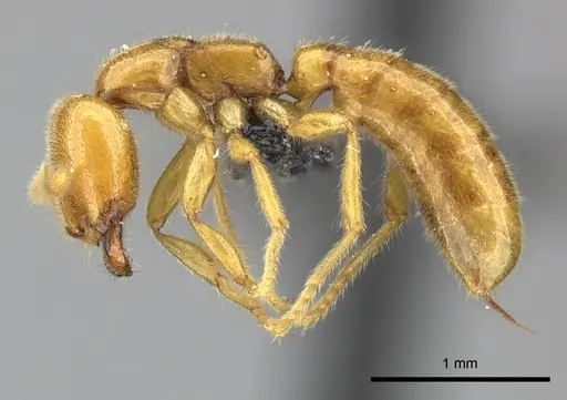 Adetomyrma bressleri - CASENT0205995