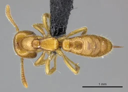 Adetomyrma bressleri - CASENT0205996