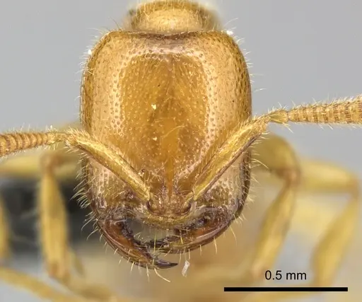 Adetomyrma bressleri - CASENT0205996