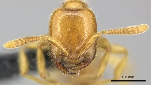 Adetomyrma bressleri - CASENT0205996