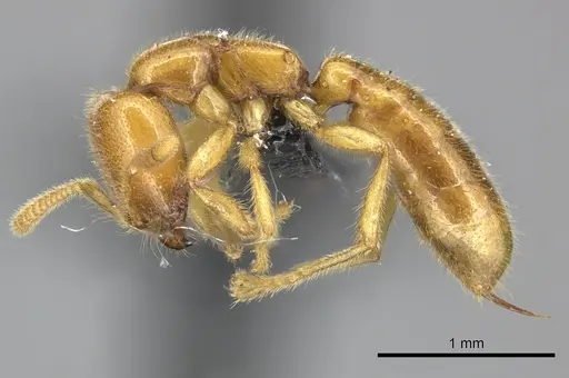 Adetomyrma bressleri - CASENT0205996