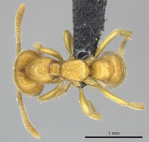 Adetomyrma bressleri - CASENT0205997