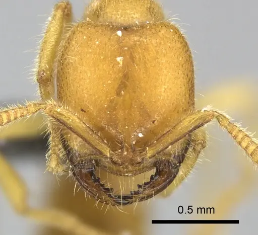 Adetomyrma bressleri - CASENT0205997