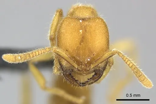 Adetomyrma bressleri - CASENT0205997
