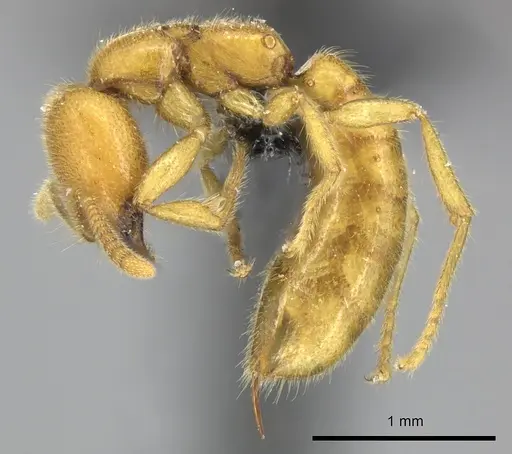 Adetomyrma bressleri - CASENT0205997