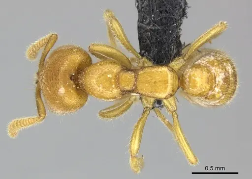 Adetomyrma bressleri - CASENT0205998