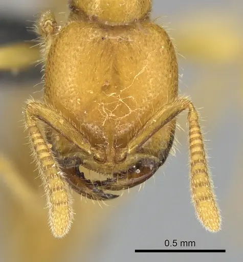 Adetomyrma bressleri - CASENT0205998